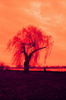 HARMAN technology Red 125 Redscale Color Negative Film (35mm Roll Film, 36 Exposures)