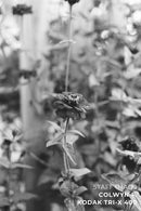 Kodak TRI-X 400 Black & White 35mm 24EXP - Single Roll