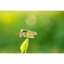 Sigma 105mm f/2.8 Art DG DN Macro Lens